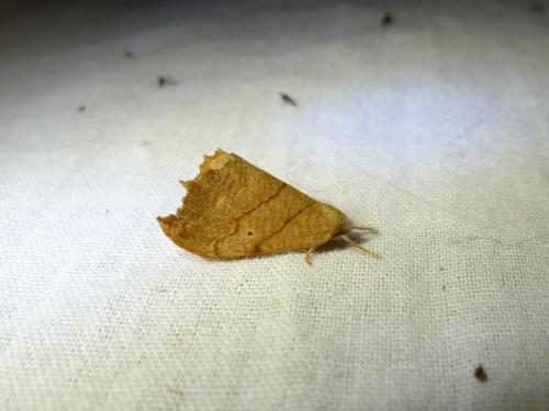 Falcaria lacertinaria